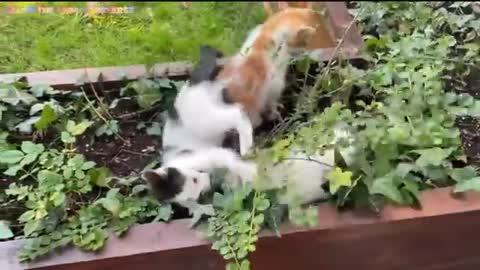 Funny cat and kitten meowing - very adorable