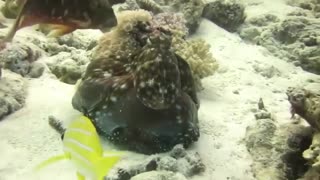 The eagle vs The octopus