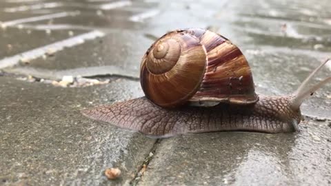 How snails move? 🤔