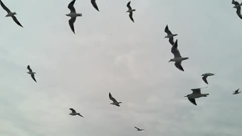 Birds fly in the sky