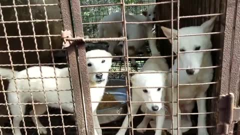 Help save dogs in the dog meat trade!