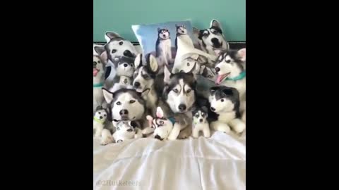 Cute And Funny Husky Puppies Compilation #1