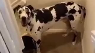 Best Funny Animals Video 2022 ✍ _ Funniest Cat And Dog Video 👏