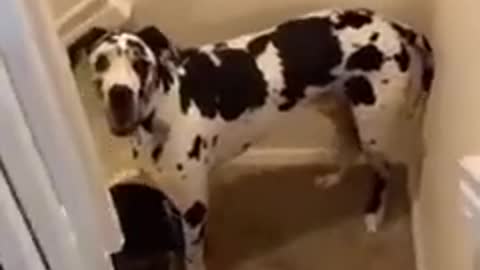 Best Funny Animals Video 2022 ✍ _ Funniest Cat And Dog Video 👏