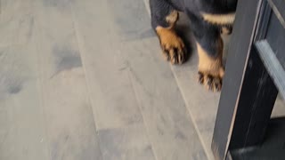 Rottweiler Puppy: Learning New Tricks