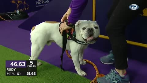 Rudy the bulldog on the WKC masters agility course.FOX SPORTS