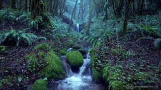 Relaxing Rain Noise + Forest Stream 🌧️ Water Sounds for Sleeping