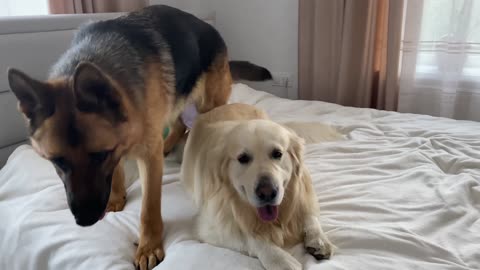 Golden Retriever and German Shepherd are Best Friends Forever