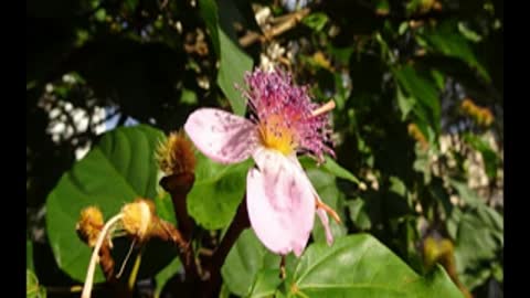 Odds and Ends Part 3 Prickly pear, Huauzontle and Annatto