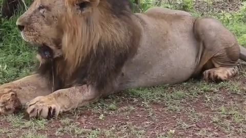 South africa forest lion