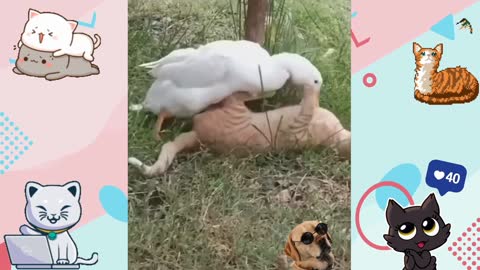 Dog Trying To Prank Human - Funny Pet Animals' Life - Try Not To Laugh 🤣