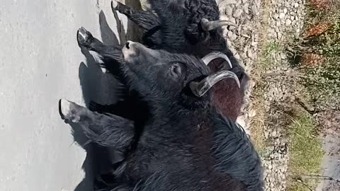 Yak Animal of Gilgit-Baltistan.