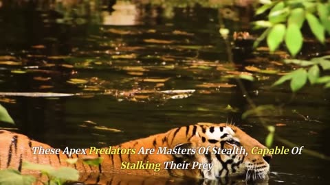 Majestic Bengal Tigers of the Jungle