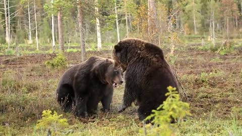 Fighting brown bears