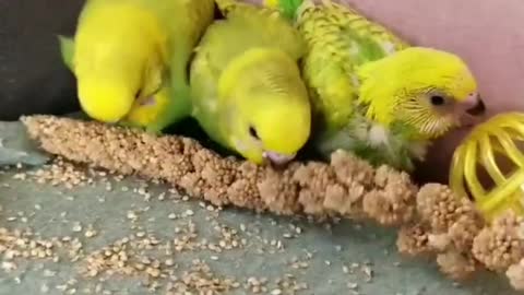 A group of lovebirds eat grain in their cage in a quick way