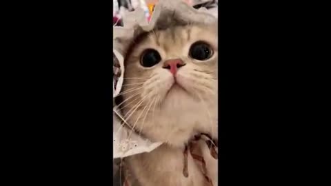 Cute cat meowww