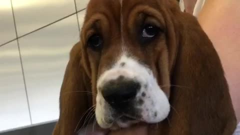 Basset Hound Puppy Adorably Nervous For Flight