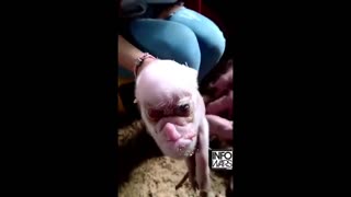 Leaked Video of a Human Pig Hybrid
