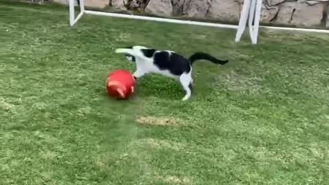 The cat is also fond of football, it is also playing like a real player.