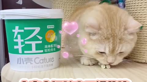 38_16285_爱笑的小年糕_你见过这么大的猫草吗#猫咪的日常 #小壳 @DOU小助手