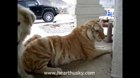 Two Cute Husky Dogs Playing With a Tiger