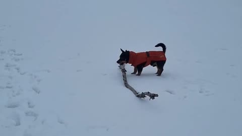 Small Dog Finds a Big Stick