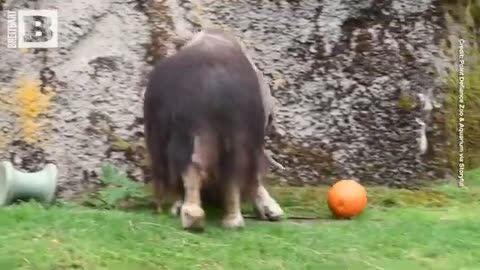Zoo Animals Embrace Halloween Spirit with "Gourd" Pumpkin Treats