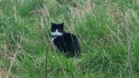 Beautiful Cute Cat Sitting Down On A Field In Wales.