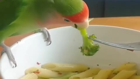 Smart And Funny Parrots Parrot Talking Videos Compilation - 2 Super Dogs ( )