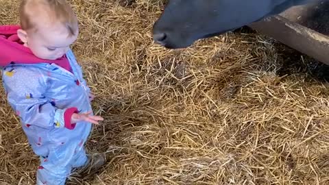 Cow Surprises Kid with a Lick