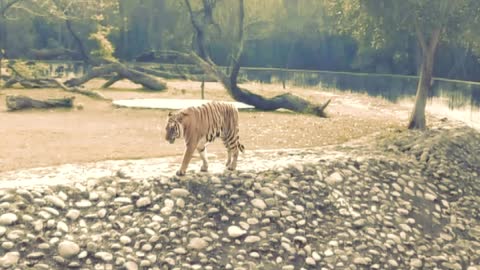 Captured Tiger Video