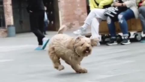 Funny dog video