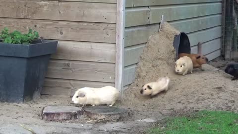 Guinea pig herd having breakfast and dinnerlovely