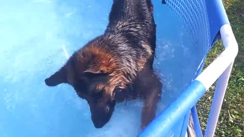 German shepherd in thé pool !