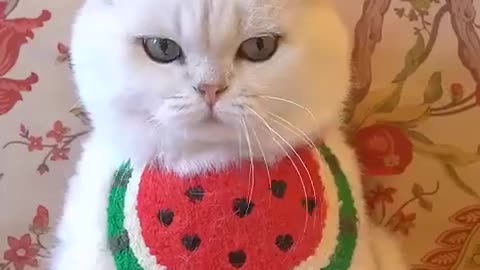 Cute Funny Cat# Funny Video #comedy #funny #cat