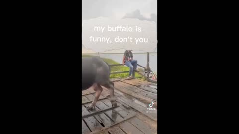 the action of the buffalo is funny