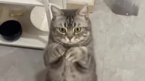 Cat fanny video 🤣