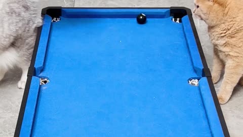 Cat Playing Billiard (Brilliant) Watch Till End & Enjoy.