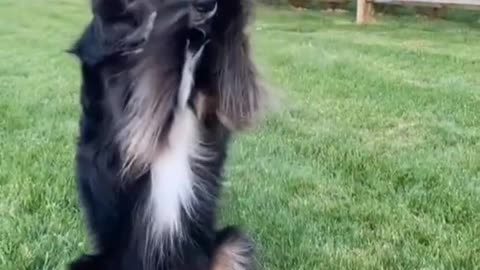 Dog Training video