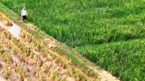 beautiful rice field view