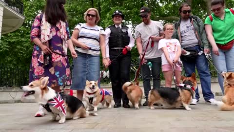 Dog save the Queen! Corgi's parade for Platinum Jubilee