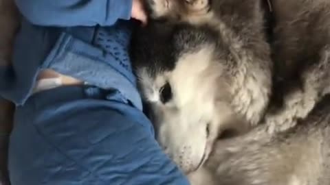 My baby and husky love to cuddle to sleep!