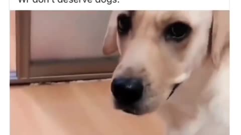 Dog Stops Person From Messing with Their Baby Puppy