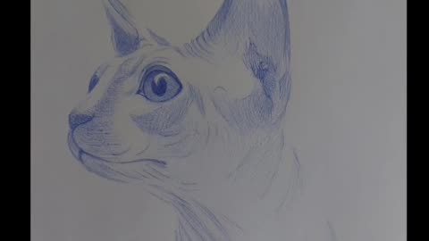 Desenho com caneta - Gato Sphynx