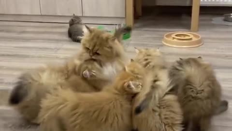 cute little kittens playing together very cute