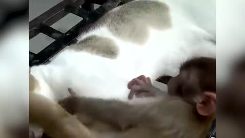 Cat & Monkey playing video