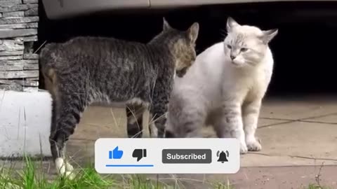 Cat VS Cat - Two Cats Fighting