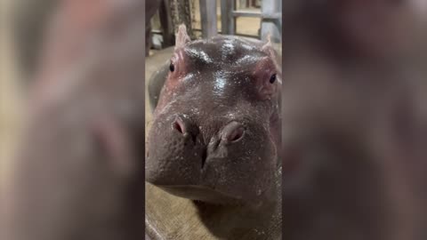 Cincinnati Zoo posts compilation of adorable baby hippo Fritz videos
