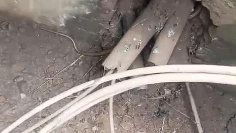 Snake found in main hole