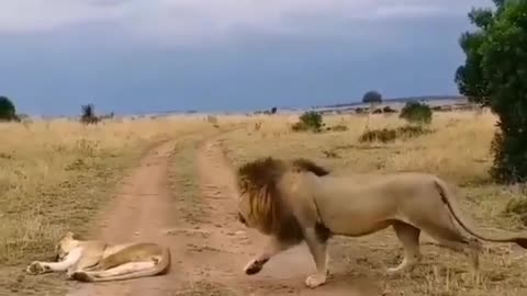 Tiger And Lion Funny Video 😂